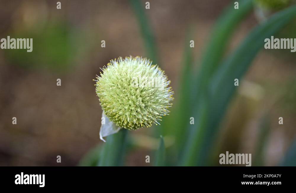 Onion seed plant Stock Videos & Footage HD and 4K Video Clips Alamy