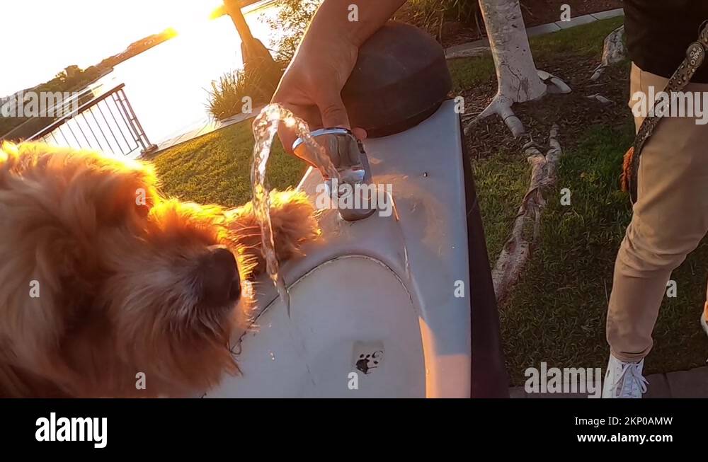 Thirsty pet Cavapoo dog drinks from a water bubbler fountain in slow
