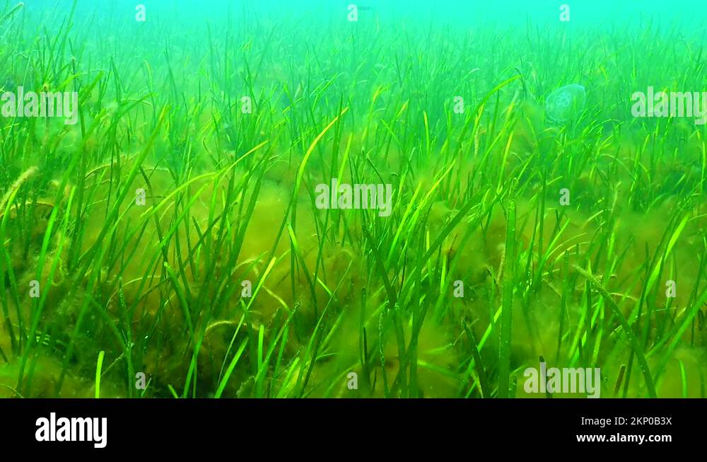 Zostera seagrass and green algae (Cladophora, Ulva) on the seabed