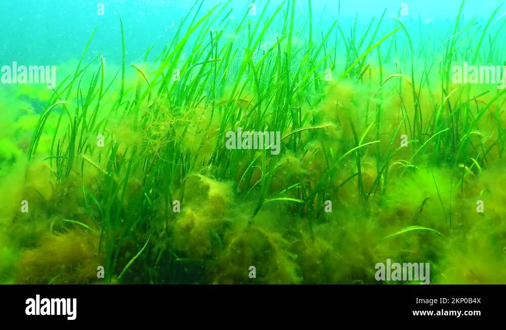 Zostera seagrass and green algae (Cladophora, Ulva) on the seabed