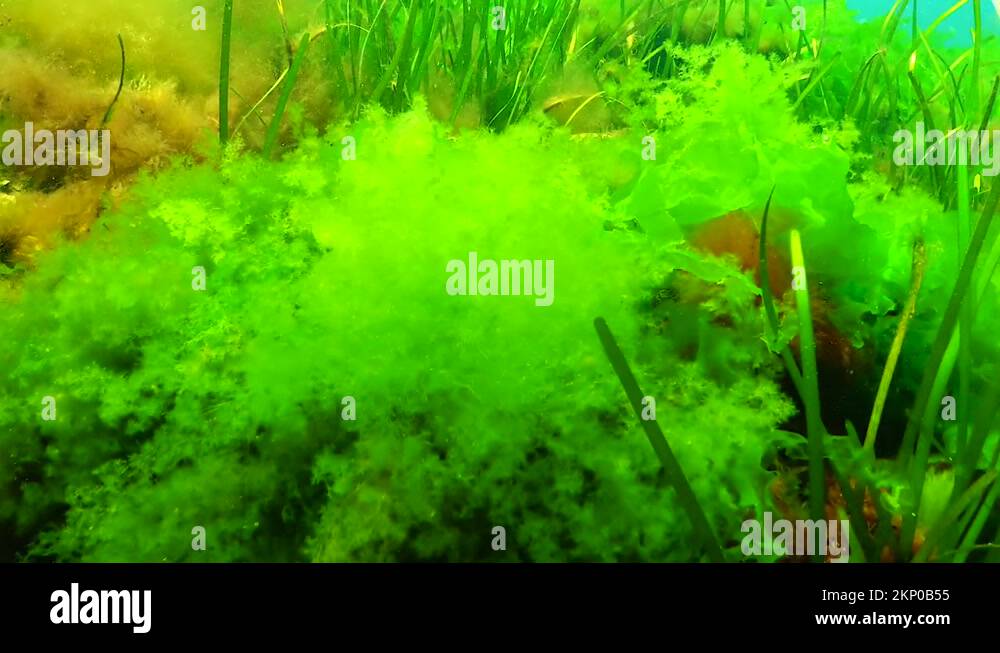 Zostera seagrass and green algae (Cladophora, Ulva) on the seabed