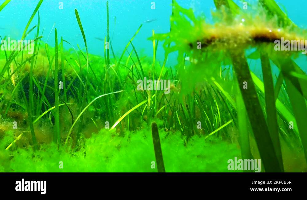 Zostera seagrass and green algae (Cladophora, Ulva) on the seabed