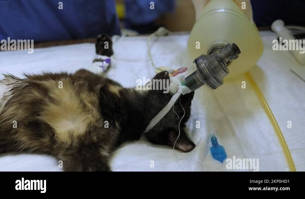 Cat on surgical table during castration in veterinary clinic Stock