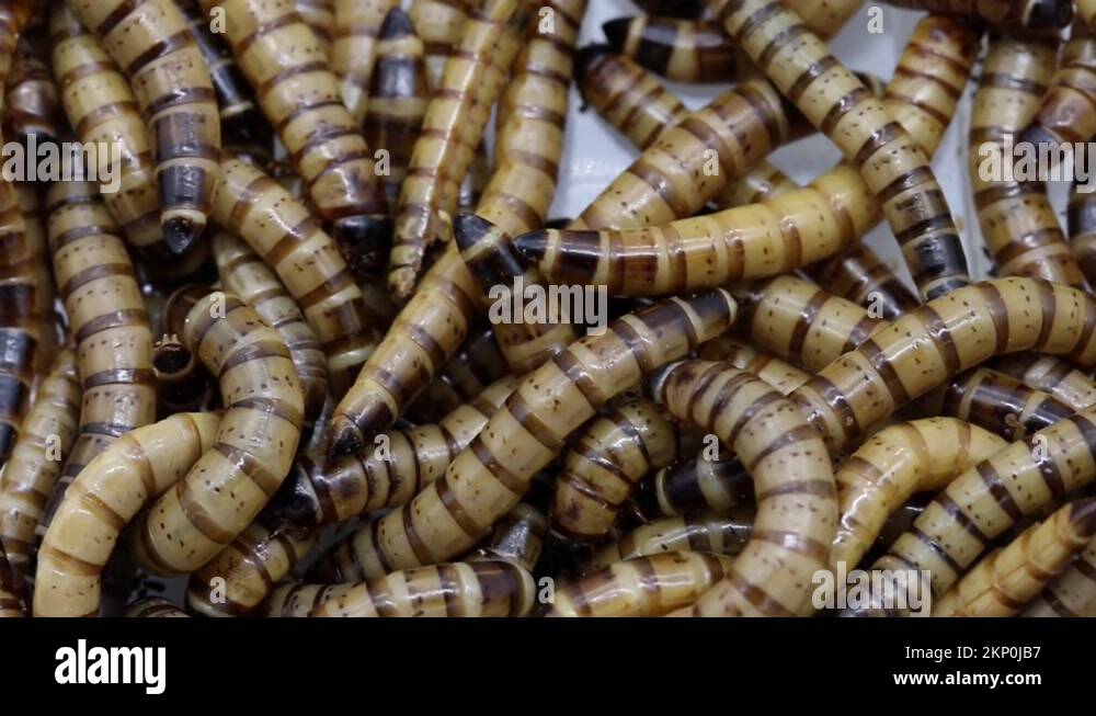Mealworms, the larva of the Darkling Beetle Stock Video Footage Alamy