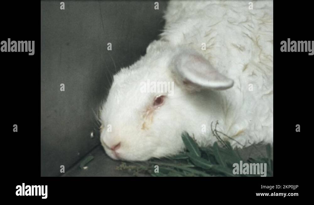 Sick rabbits Stock Videos & Footage - HD and 4K Video Clips - Alamy