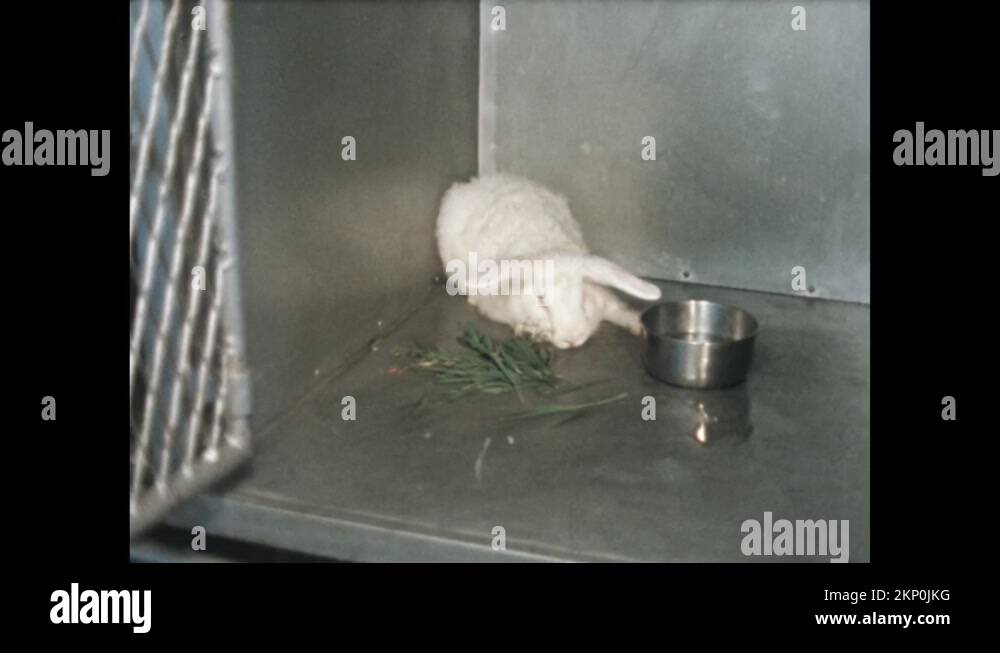 1940s Sick rabbit sits near food in cage. White rabbits lies in cages