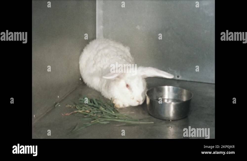 1940s White rabbits lies in cages near wall. Sick rabbit sits near