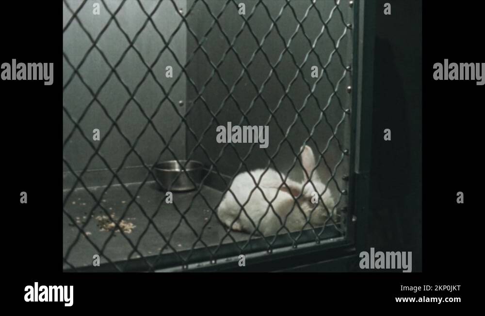 Rabbits eating pellets Stock Videos & Footage HD and 4K Video Clips