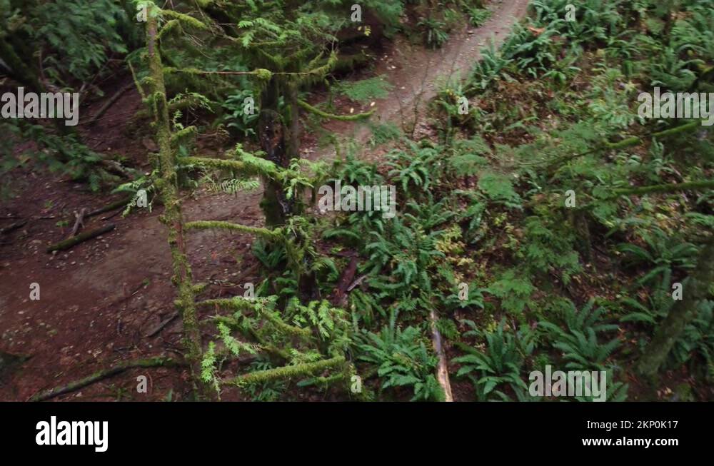 indiscriminate-deforestation-stock-videos-footage-hd-and-4k-video