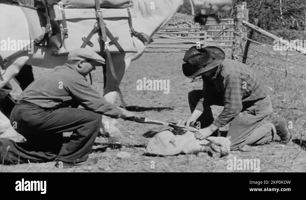 1940s Ranchers attach lamb to horse Stock Video Footage Alamy