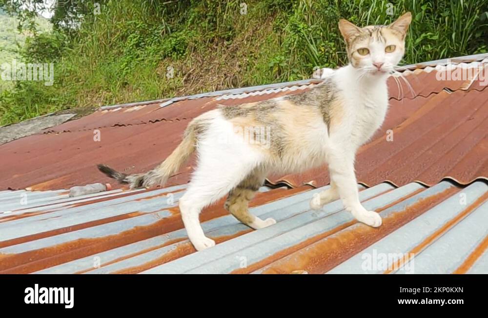 Cat roof rooftop Stock Videos & Footage HD and 4K Video Clips Alamy