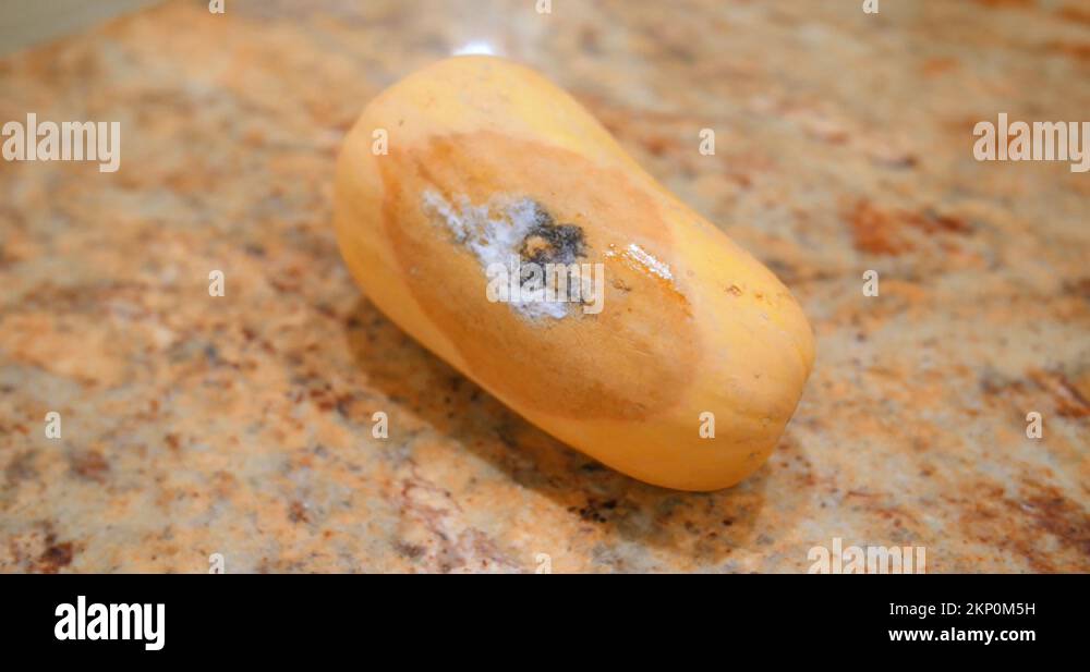 Rotten squash Stock Videos & Footage HD and 4K Video Clips Alamy