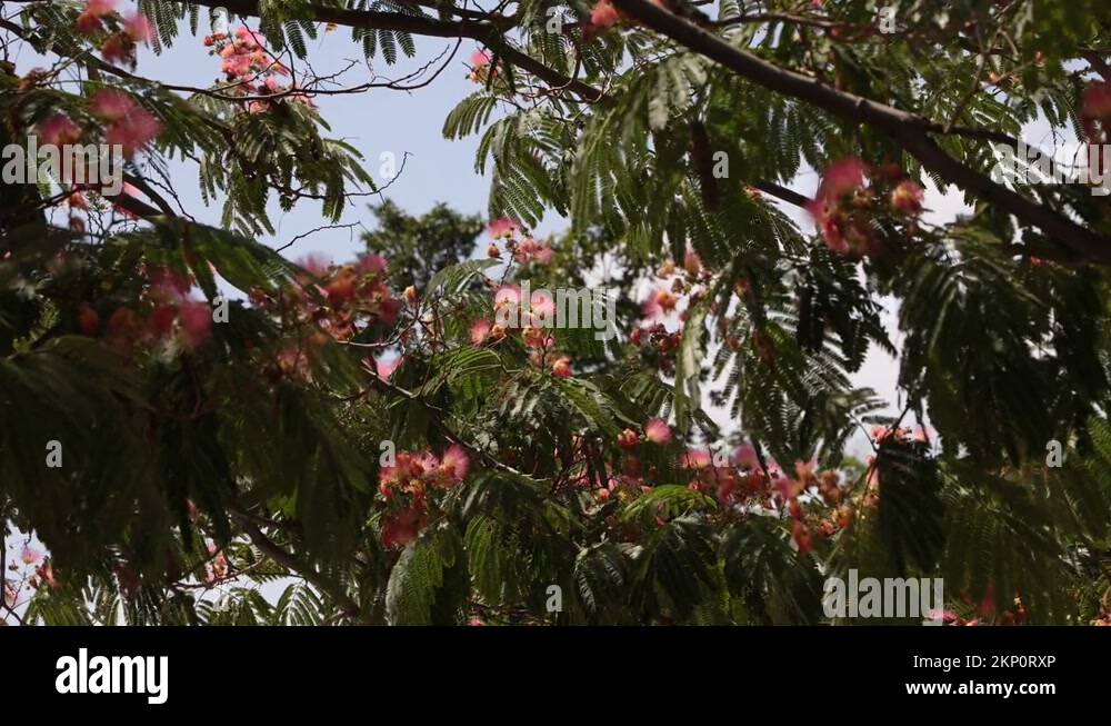 Closeup Of Bright Blooming Flowers Of The Silk Tree