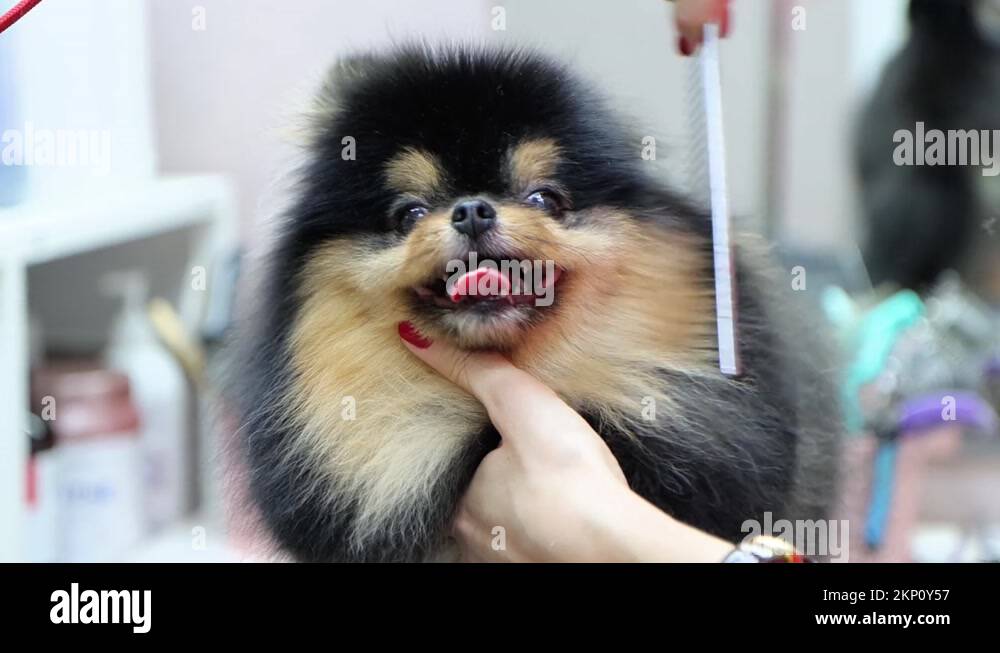 Finishing brush for little Pomeranian after pro haircut in dog spa
