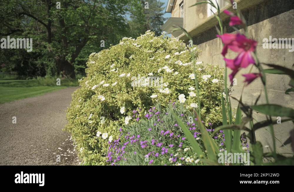Wildflowers gravel Stock Videos & Footage HD and 4K Video Clips Alamy