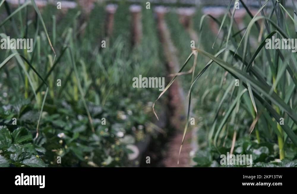 Onion Strawberry Plant Stock Videos & Footage - Hd And 4k Video Clips 