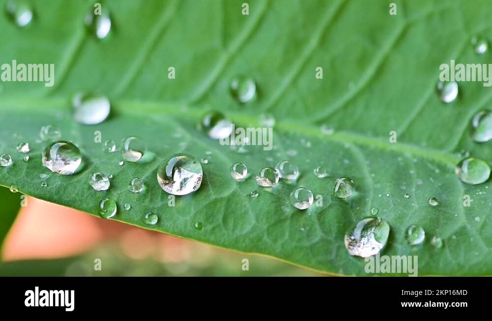 Waterproof leaves Stock Videos & Footage HD and 4K Video Clips Alamy