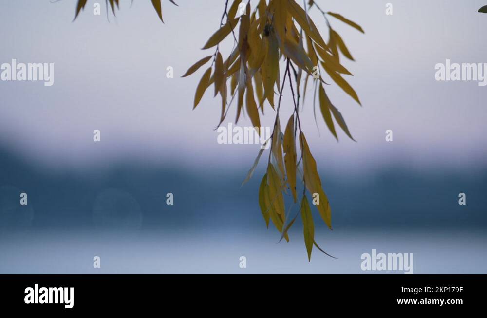 Yellow weeping willow Stock Videos & Footage HD and 4K Video Clips Alamy