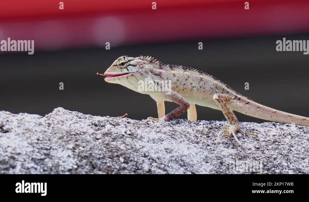 A Lizard Is Eating An Insect Stock Video Footage Alamy