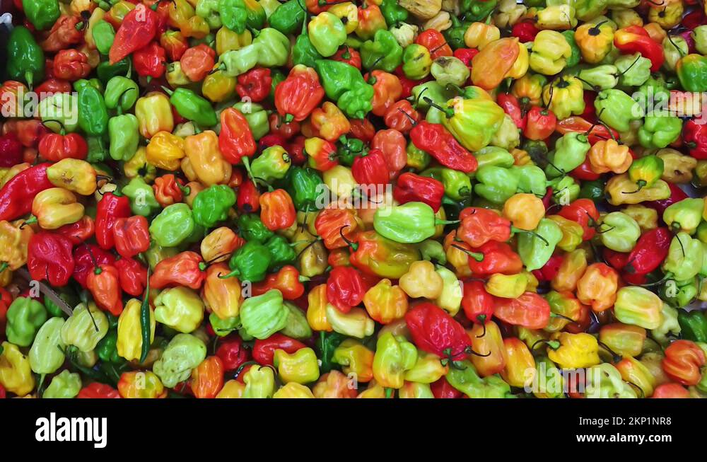 Hot peppers caribbean Stock Videos & Footage HD and 4K Video Clips