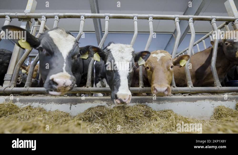 Intensive Cattle Rearing Stock Videos Footage HD And 4K Video Clips intensive-cattle-rearing-stock-videos-footage-hd-and-4k-video-clips