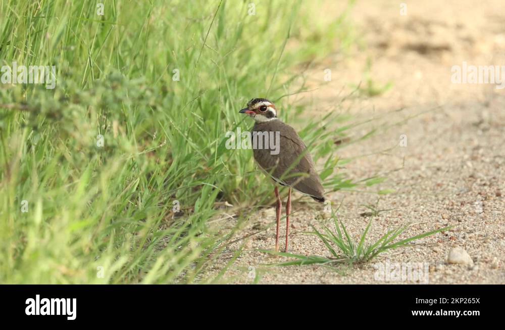 Bronze turning green Stock Videos & Footage HD and 4K Video Clips Alamy