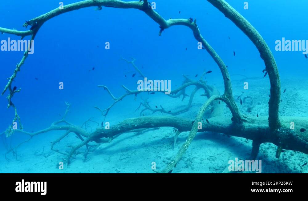 a tree trunk underwater ocean scenery of a big tree fallen in the ocean Stock Video Footage Alamy