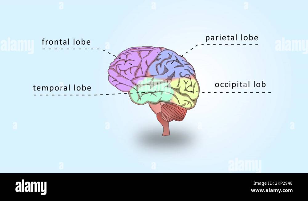 Parts of Human Brain Anatomy Animation With Coloured and Labeled Part