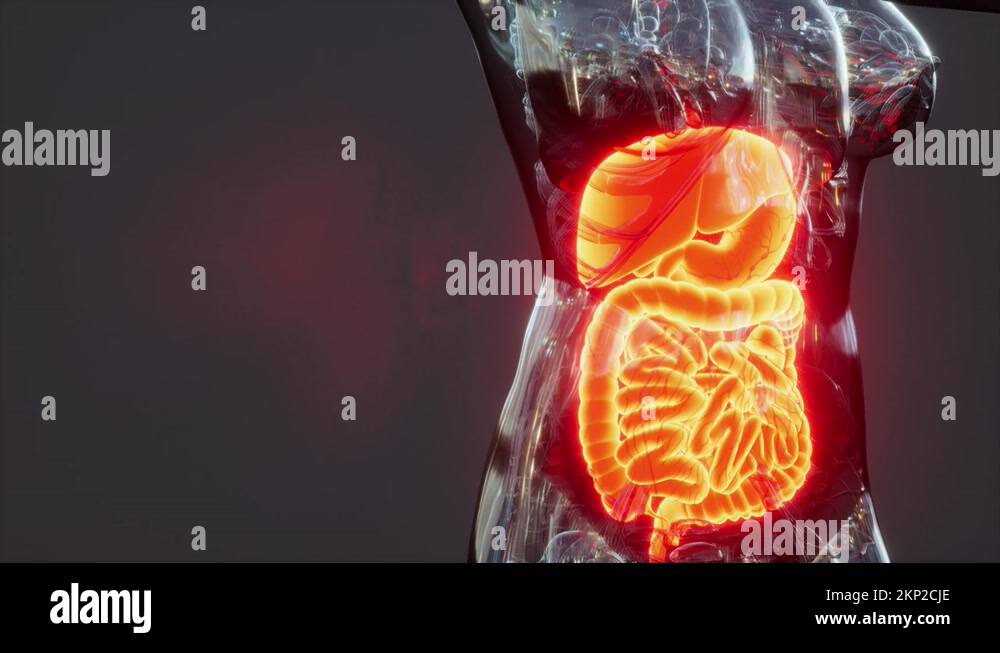 Anatomy of human body with digestive system Stock Video Footage Biology Diagrams