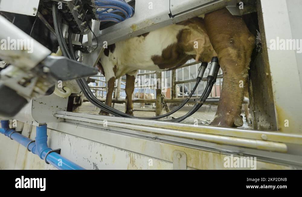 Robotic Milking Automated Milking Robot Removes Suction Cups From Cow Stock Video Footage Alamy