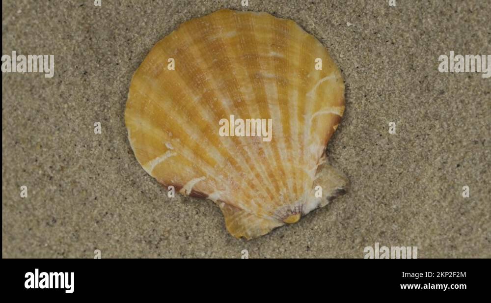Sea Shell Tap Shell seashell macro close Stock Videos & Footage - HD and 4K Video ...