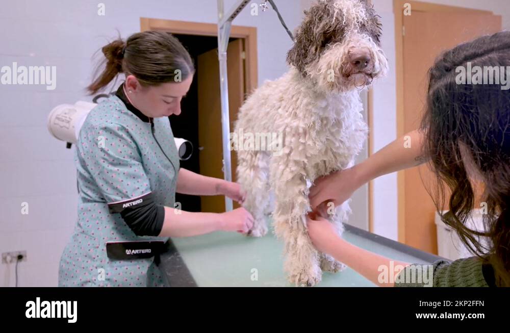 Two women groomers removing hair knots to a Spanish water dog over a
