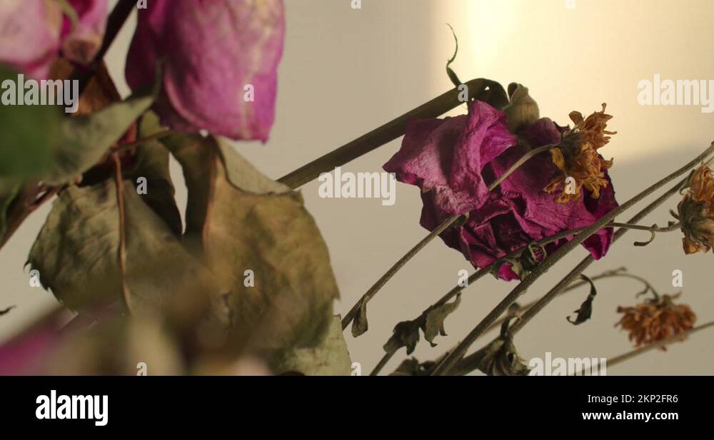 Wilting and decaying red roses with a sad feel, slowly panning