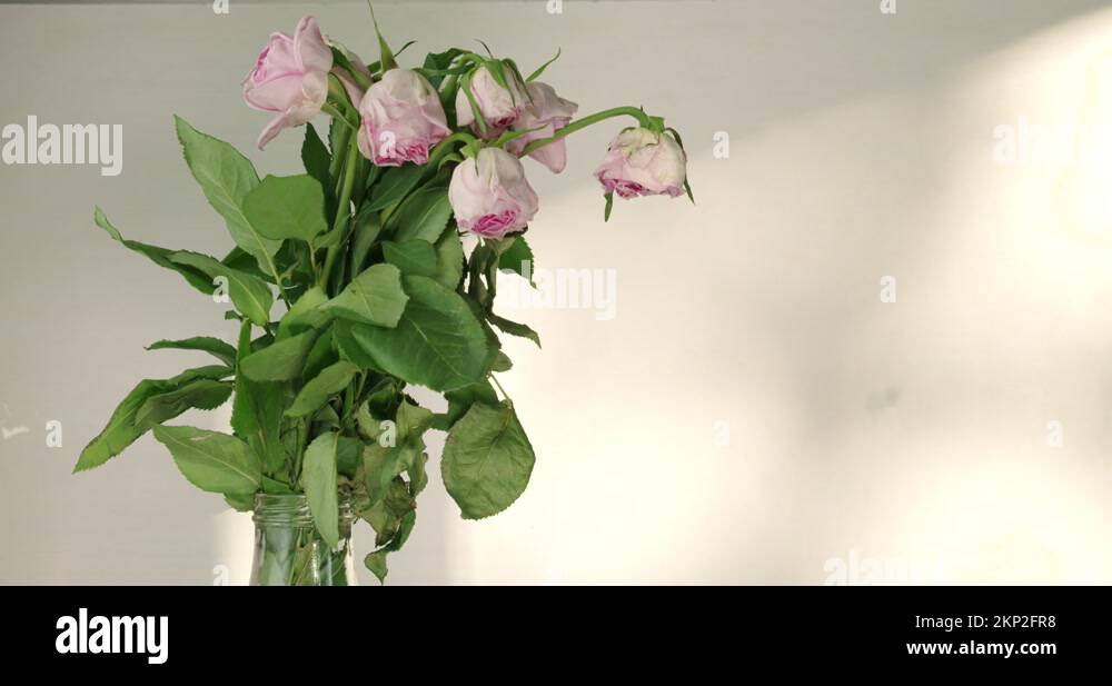 Sad lonely pink roses wilting and dying in a vase, sunlight behind Stock Video Footage Alamy