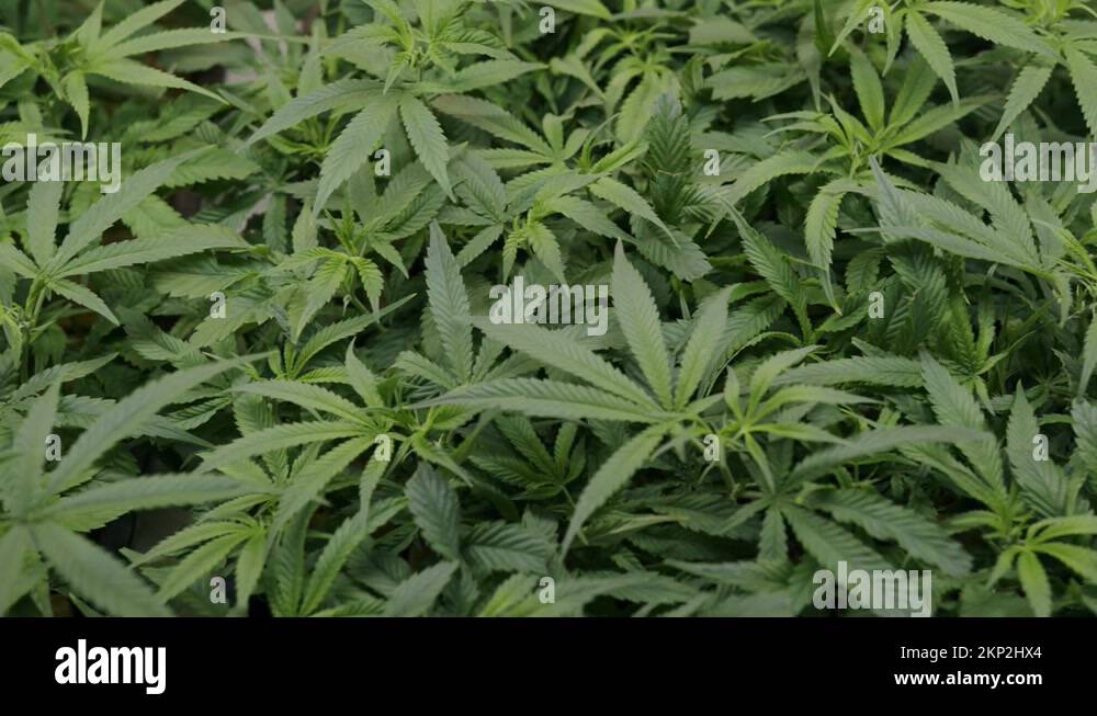 Canadian medical Stock Videos & Footage HD and 4K Video Clips Alamy