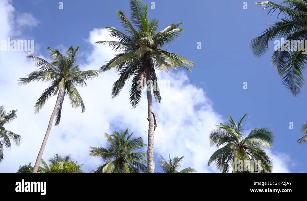 Monkey job Stock Videos & Footage HD and 4K Video Clips Alamy