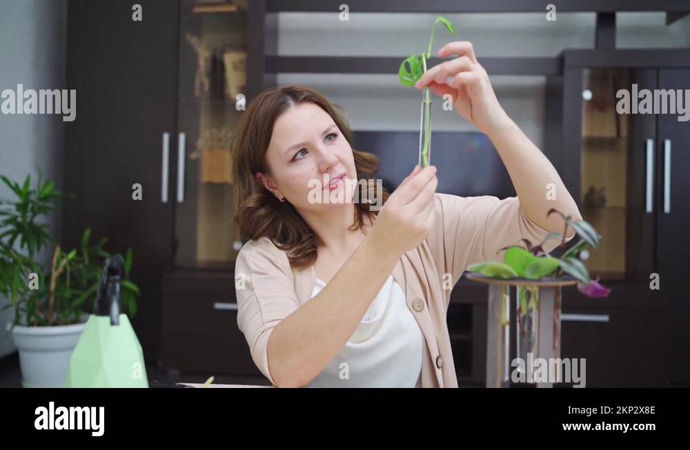 woman roots indoor plant sprouts in special glass flasks. housewife ...
