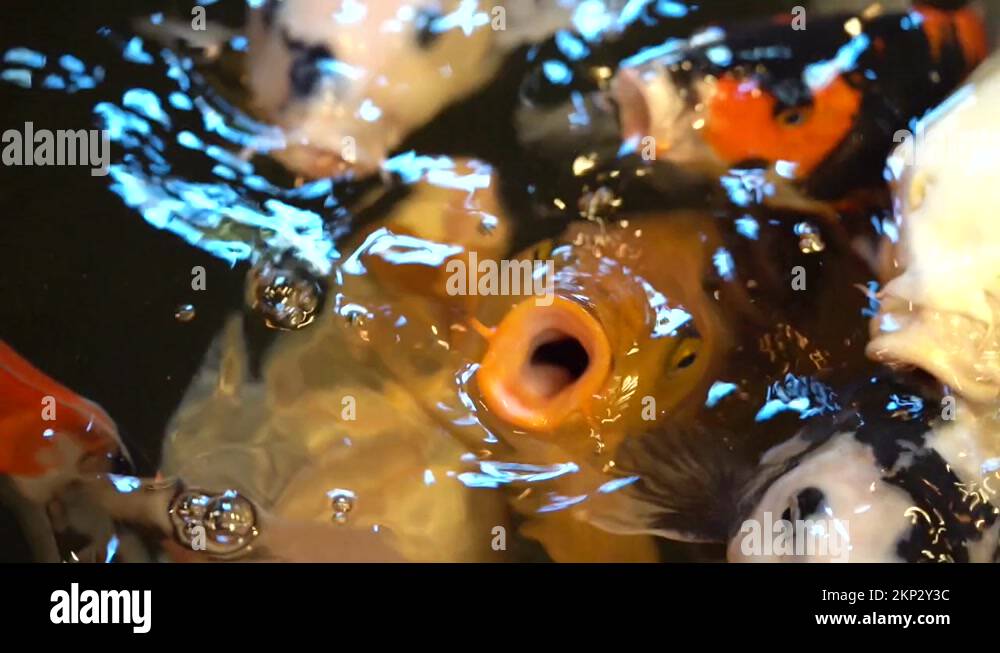 Japanese fighting fish Stock Videos & Footage HD and 4K Video Clips