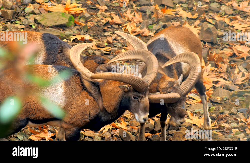 Goat farm nature Stock Videos & Footage - HD and 4K Video Clips - Alamy