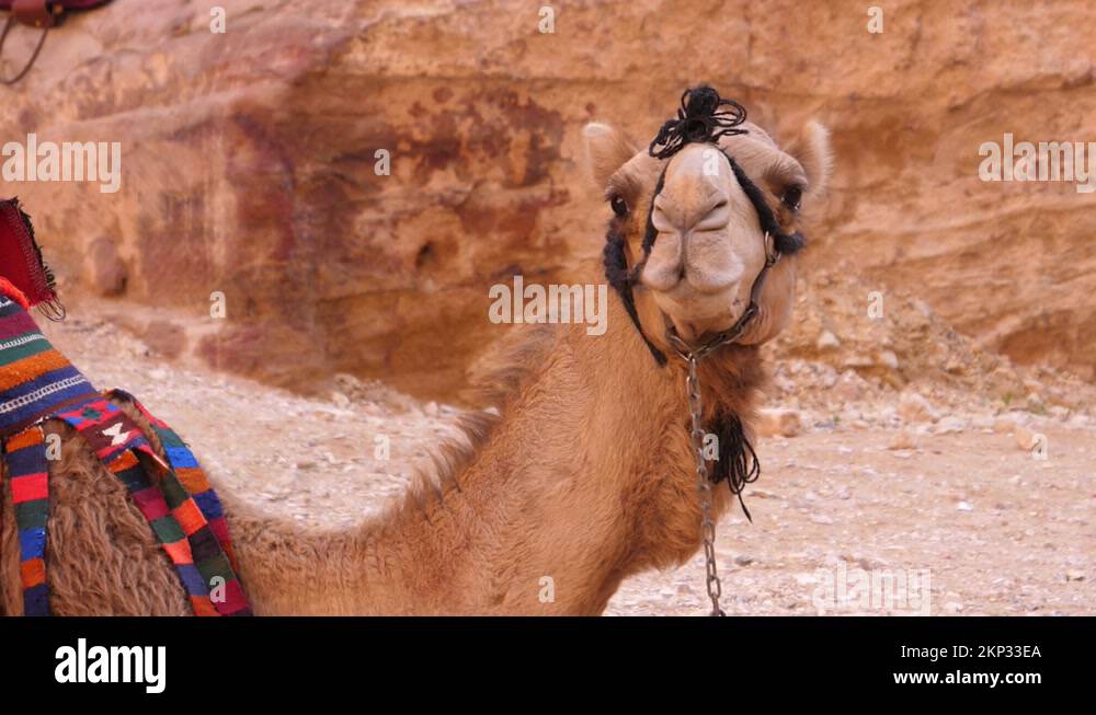 Camel like animal Stock Videos & Footage HD and 4K Video Clips Alamy