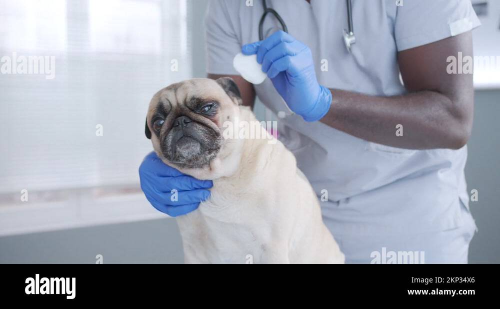 Close up on sad scared pug dog, bet doctor checking and cleaning ears