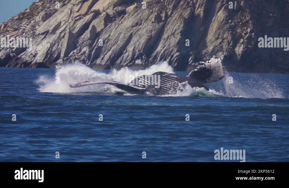 Humpback Whale Jump Out of Water Stock Video Footage - Alamy