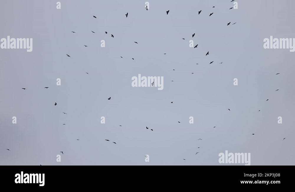 Flock of crows flying in an imperfect formation. Birds flying formation ...