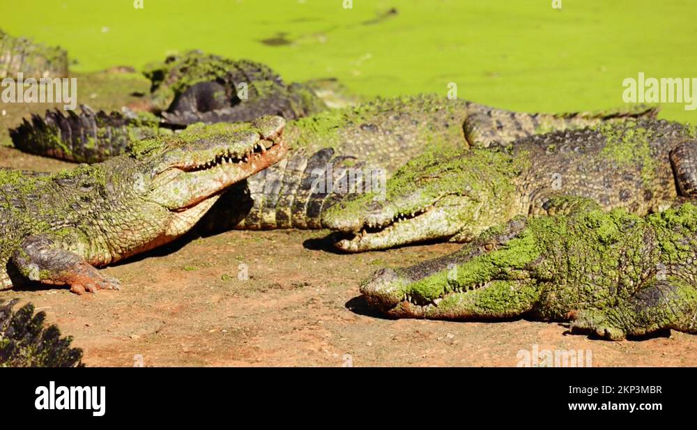 Wildlife of south east asia Stock Videos & Footage - HD and 4K Video ...