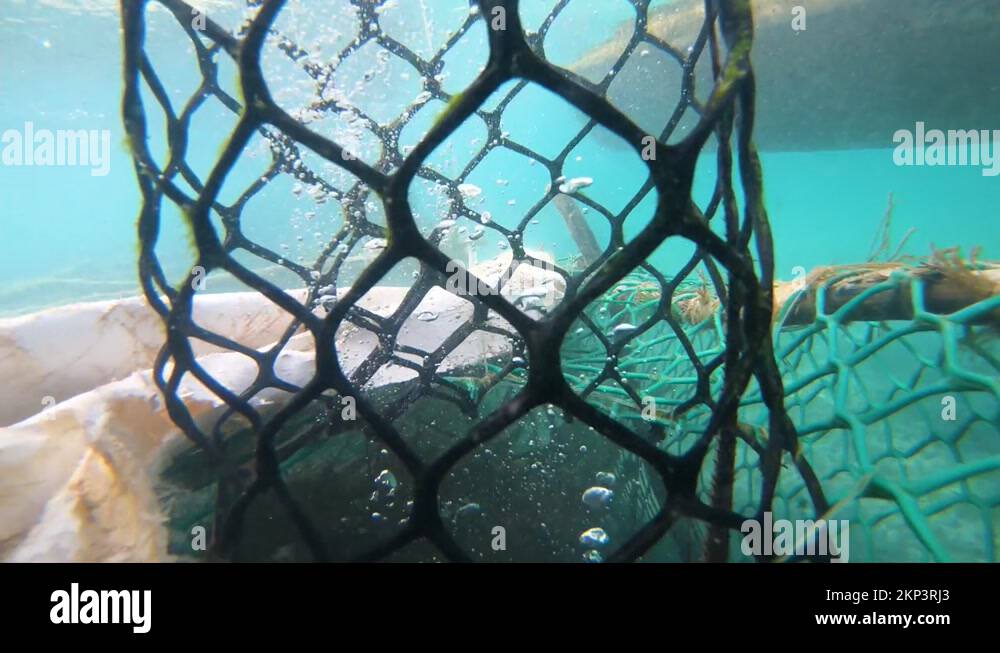 Caribbean lobster fishing Stock Videos & Footage HD and 4K Video