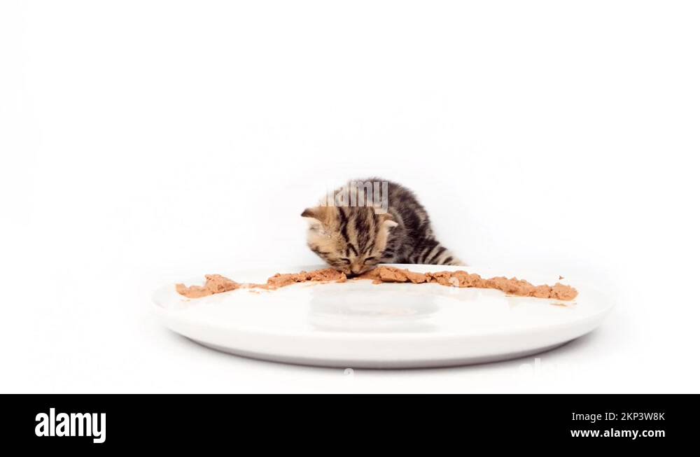 Complementary feeding of a kitten. The kitten eats meat for the first