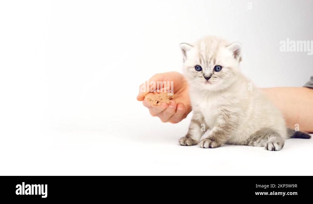 Complementary feeding of a kitten. The kitten eats meat for the first
