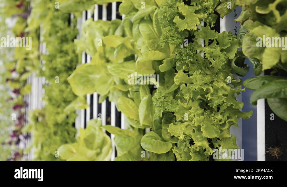 Closeup of fresh leafy greens growing inside a container farm on