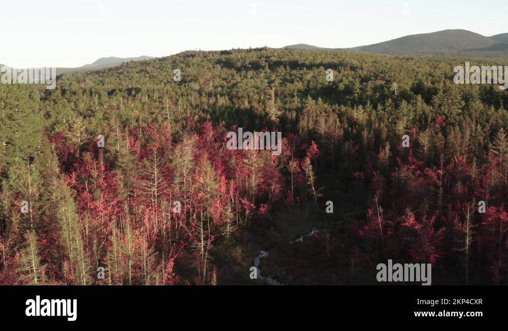 Deciduous trees losing leaves Stock Videos & Footage HD and 4K Video