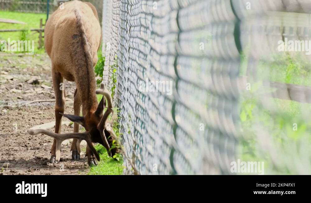 Wild animals in cage Stock Videos & Footage HD and 4K Video Clips Alamy
